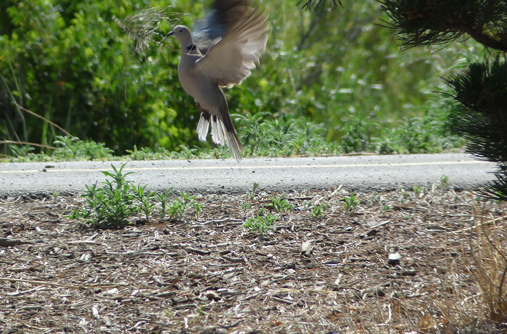 Eurasian Collared Dove